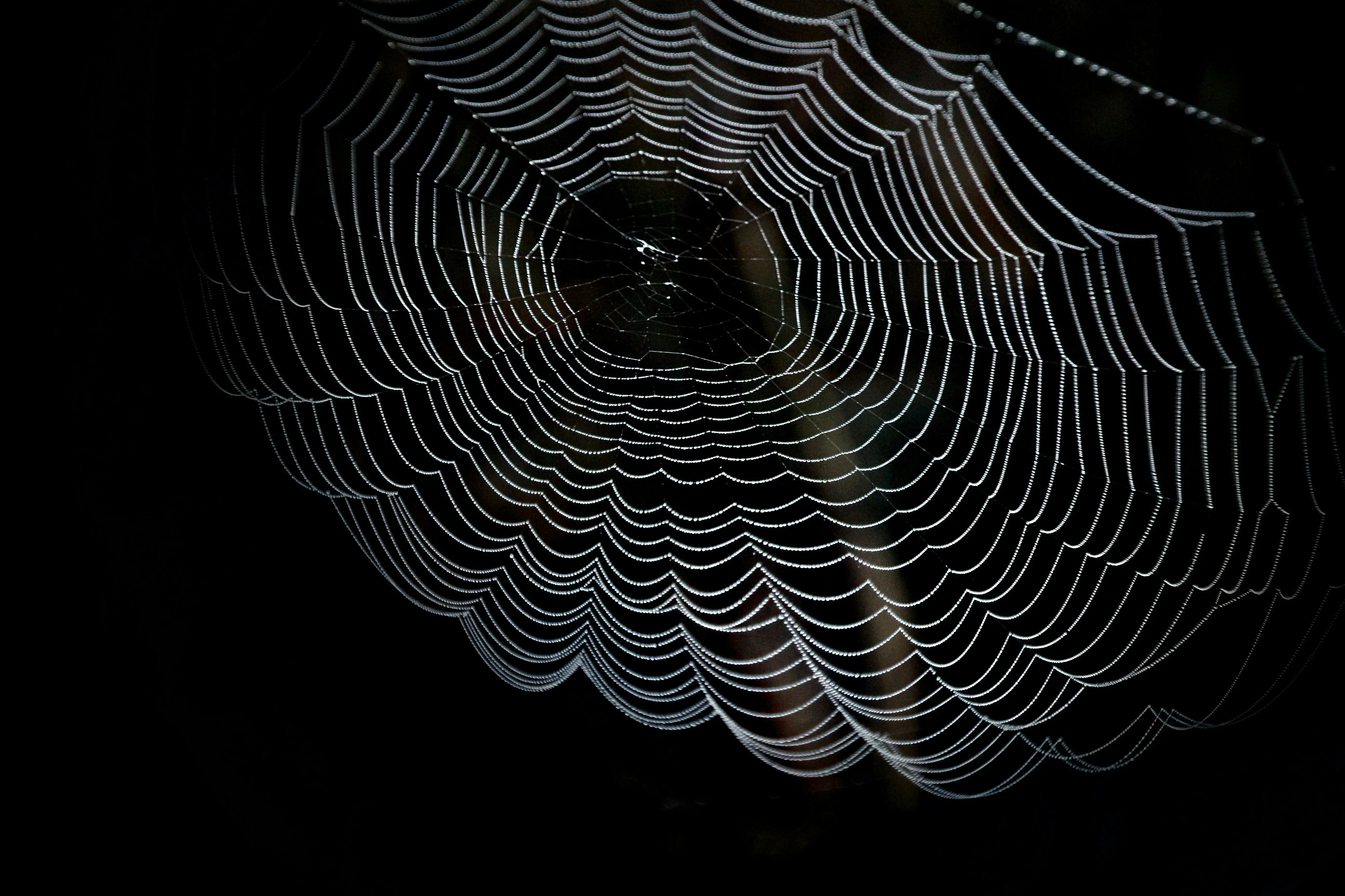 Spider web